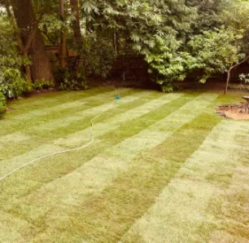 new lawn